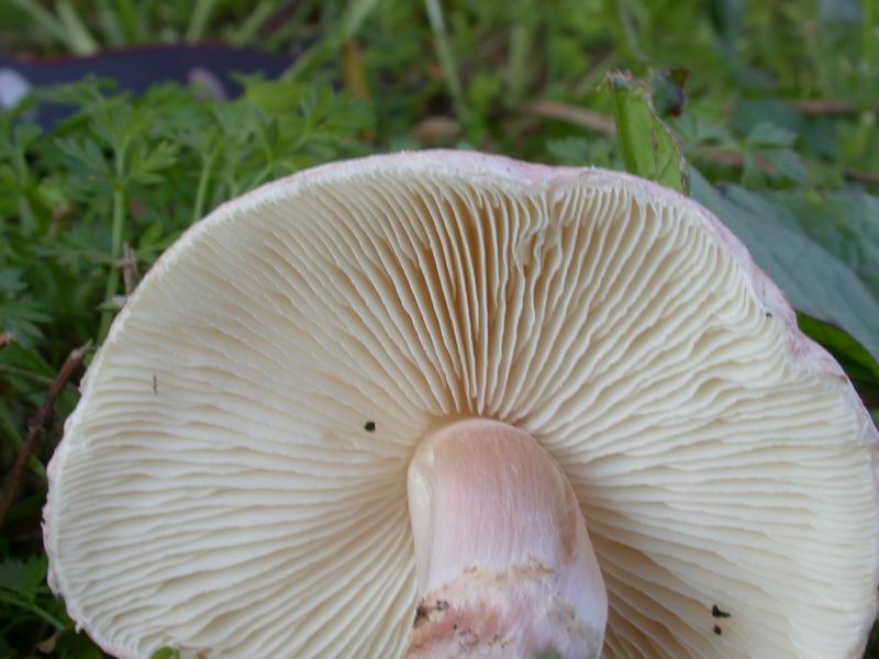 Lepiota subincarnata